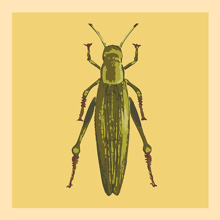 Grasshopper_web.png