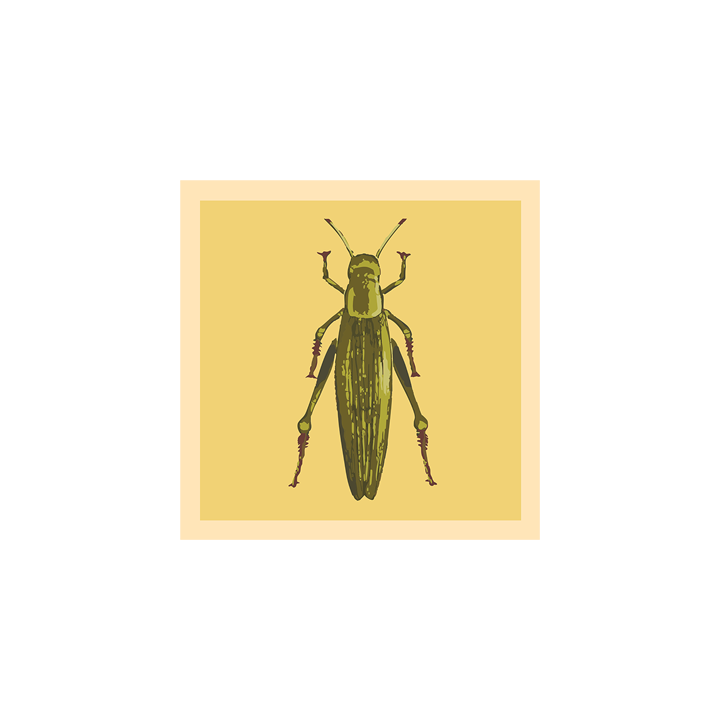 Grasshopper_web 2.png