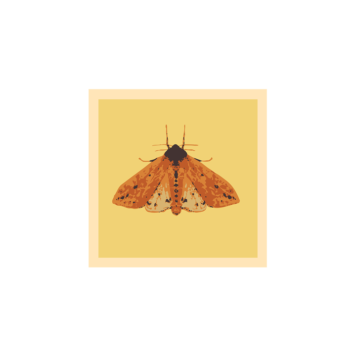 Woolly Moth_web 2.png
