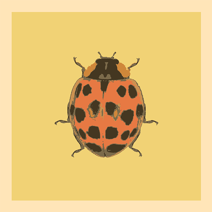 Lady Bug_web.png