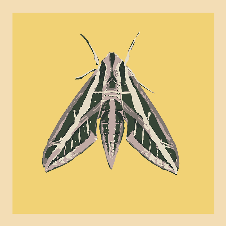 Sphinx Moth_web.png