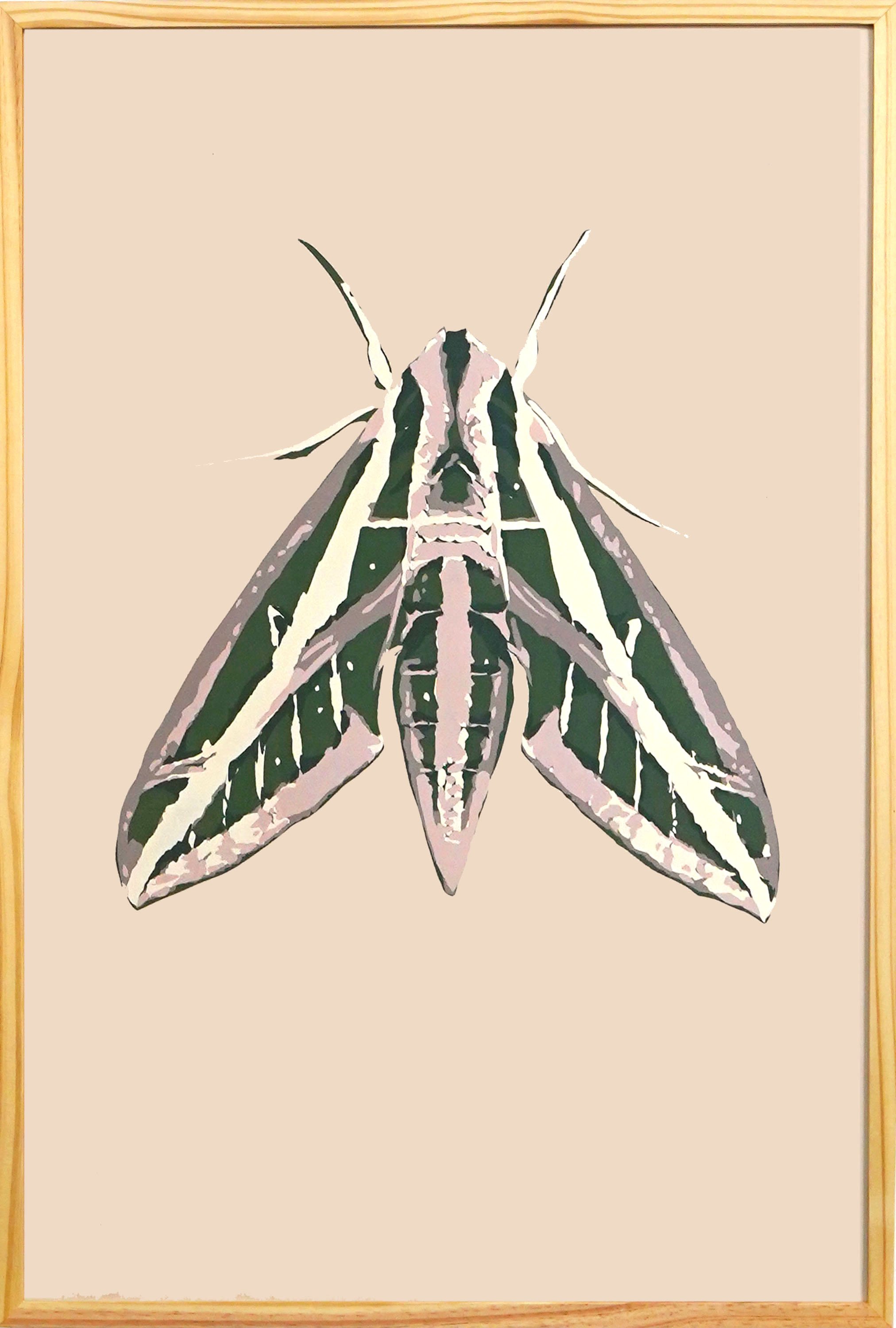 Sphinx Moth.jpg