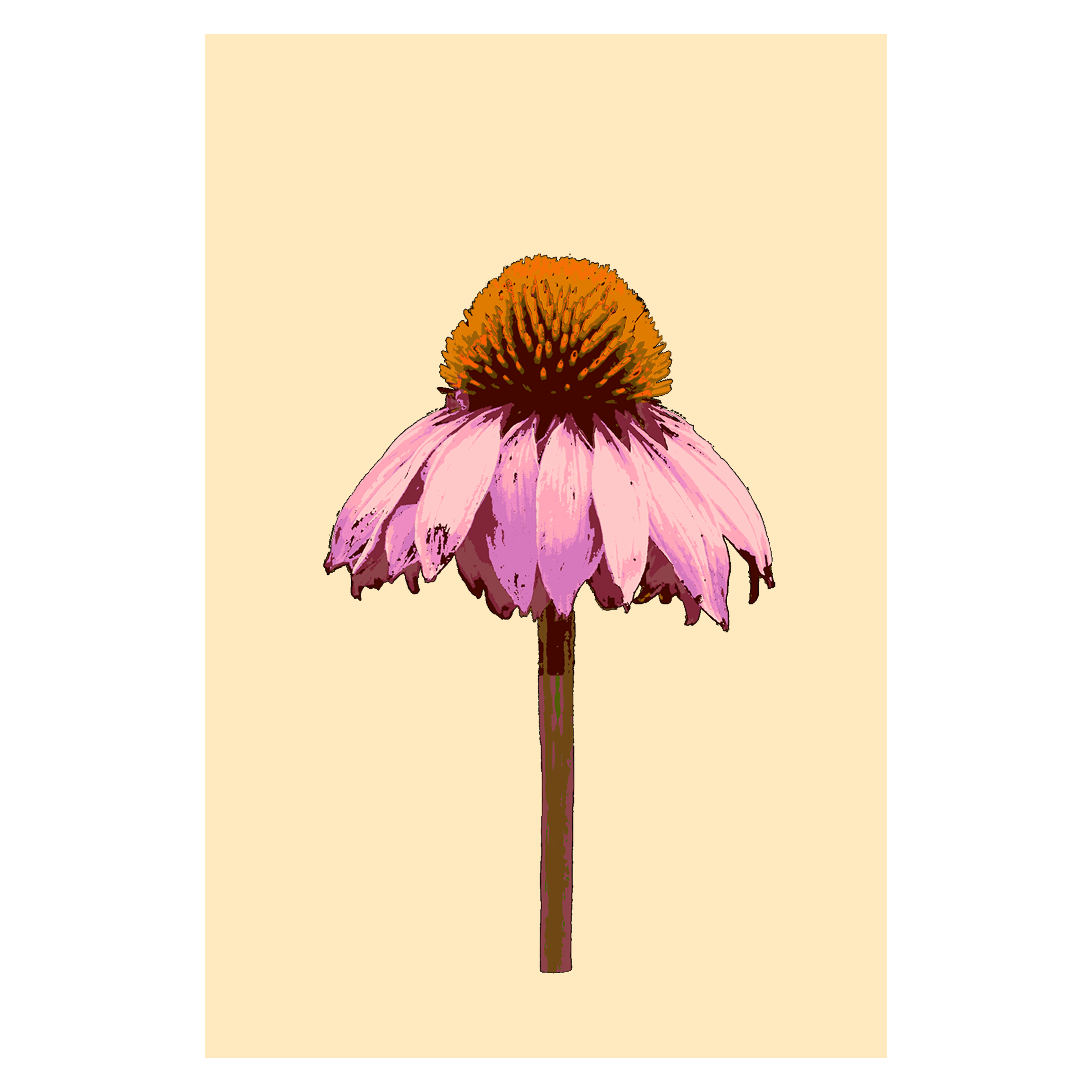 Echinacea 20x30.png