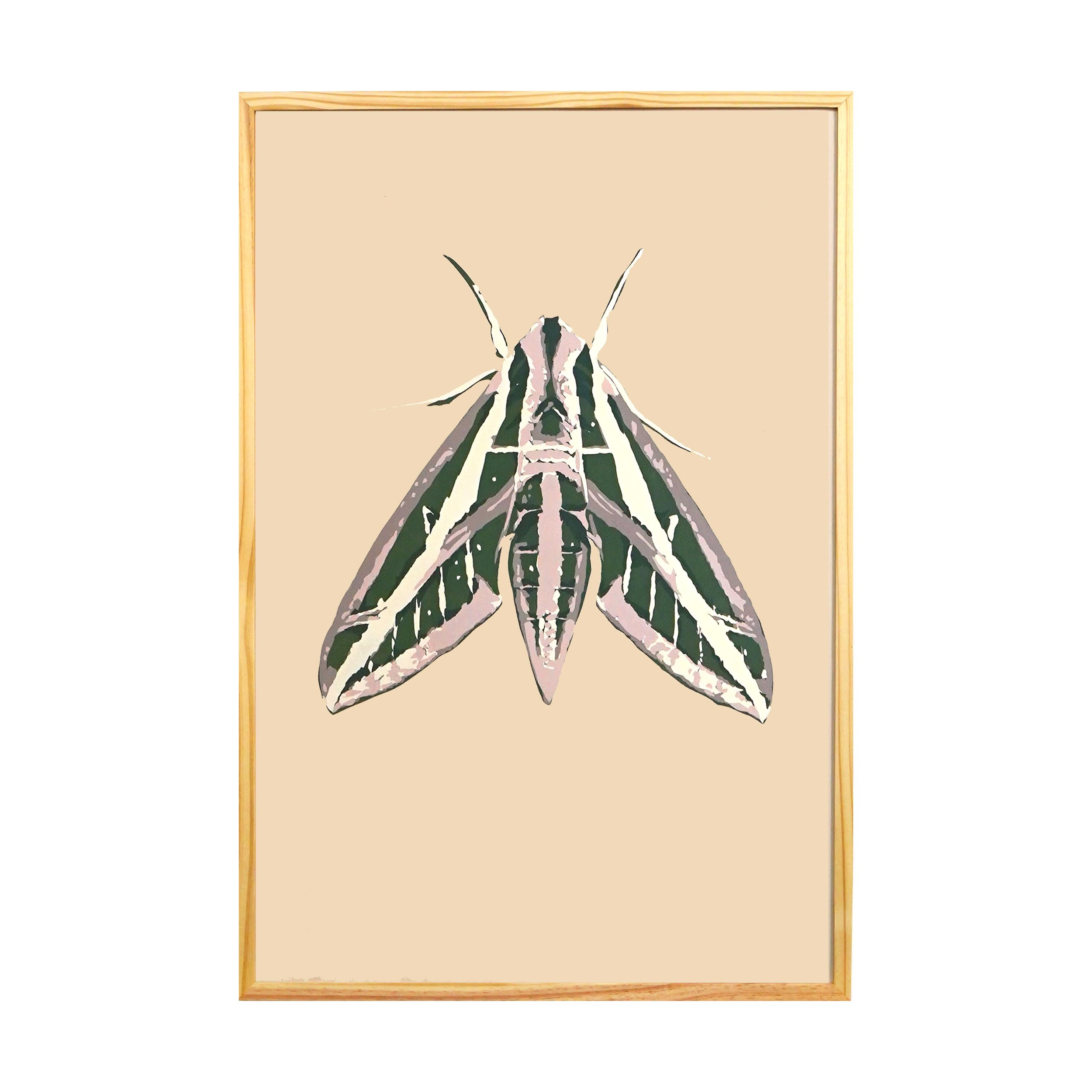 Sphinx Moth, 24” x 36"