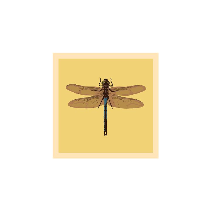 Dragonfly_web 2.png
