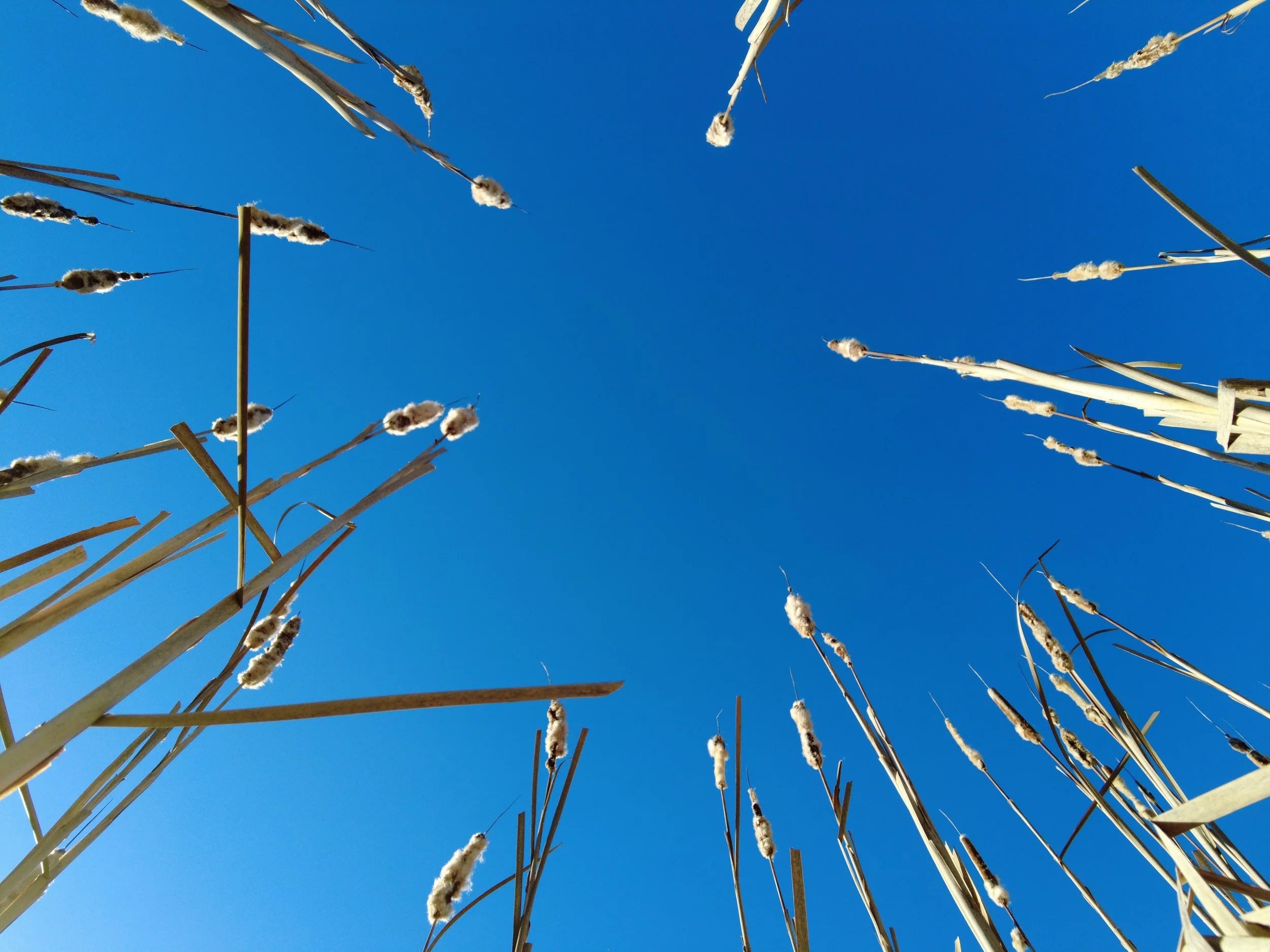 Provisions Meredith Farm Topsfield MA — Meredith Farm site