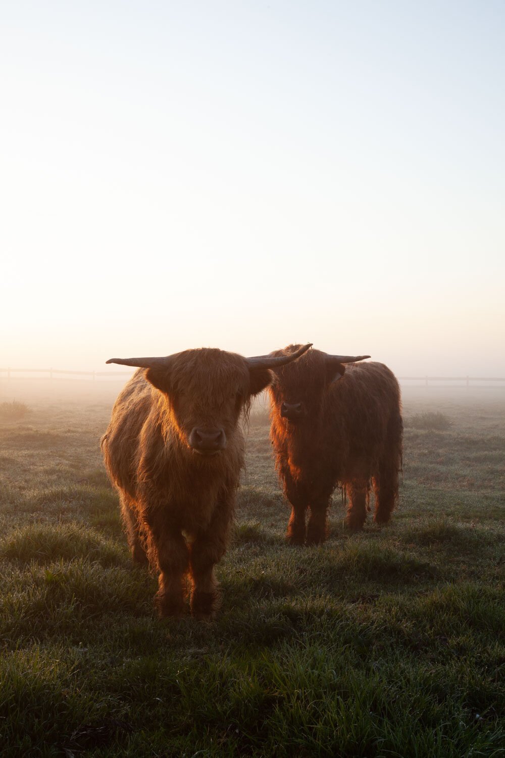 highland+cows.jpeg