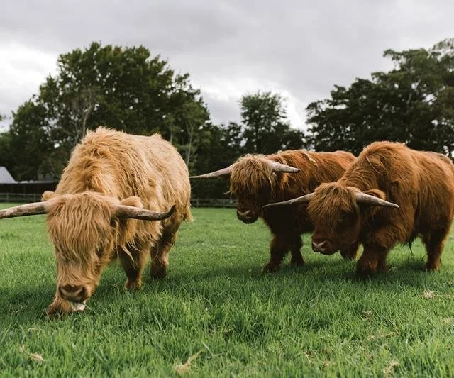 1646889183376_highland-cows.jpeg