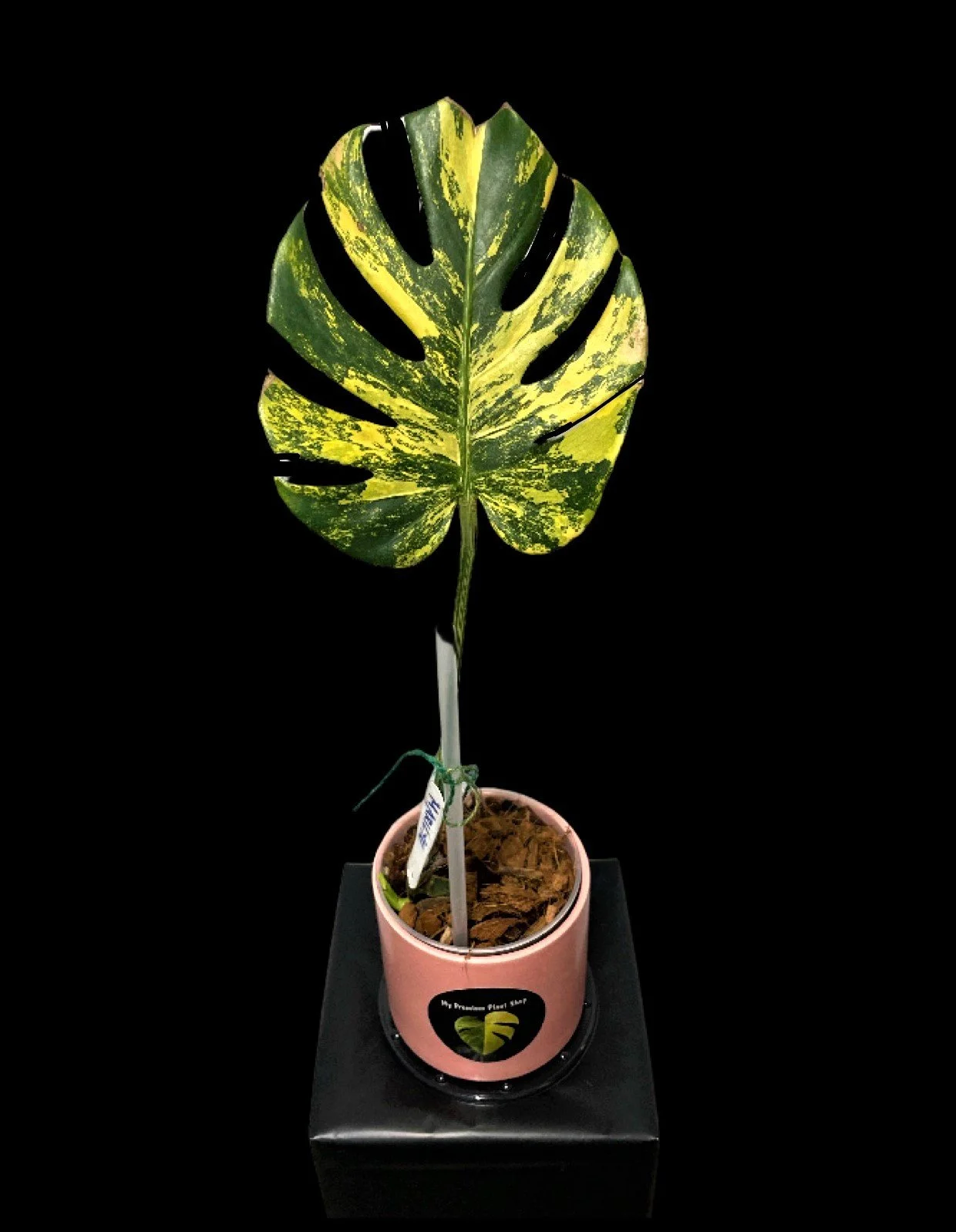 Monstera Deliciosa 