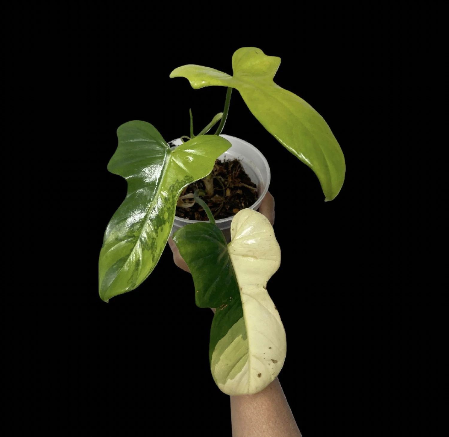 Philodendron Bipennifolium Violin Variegated  My Premium Plants Store