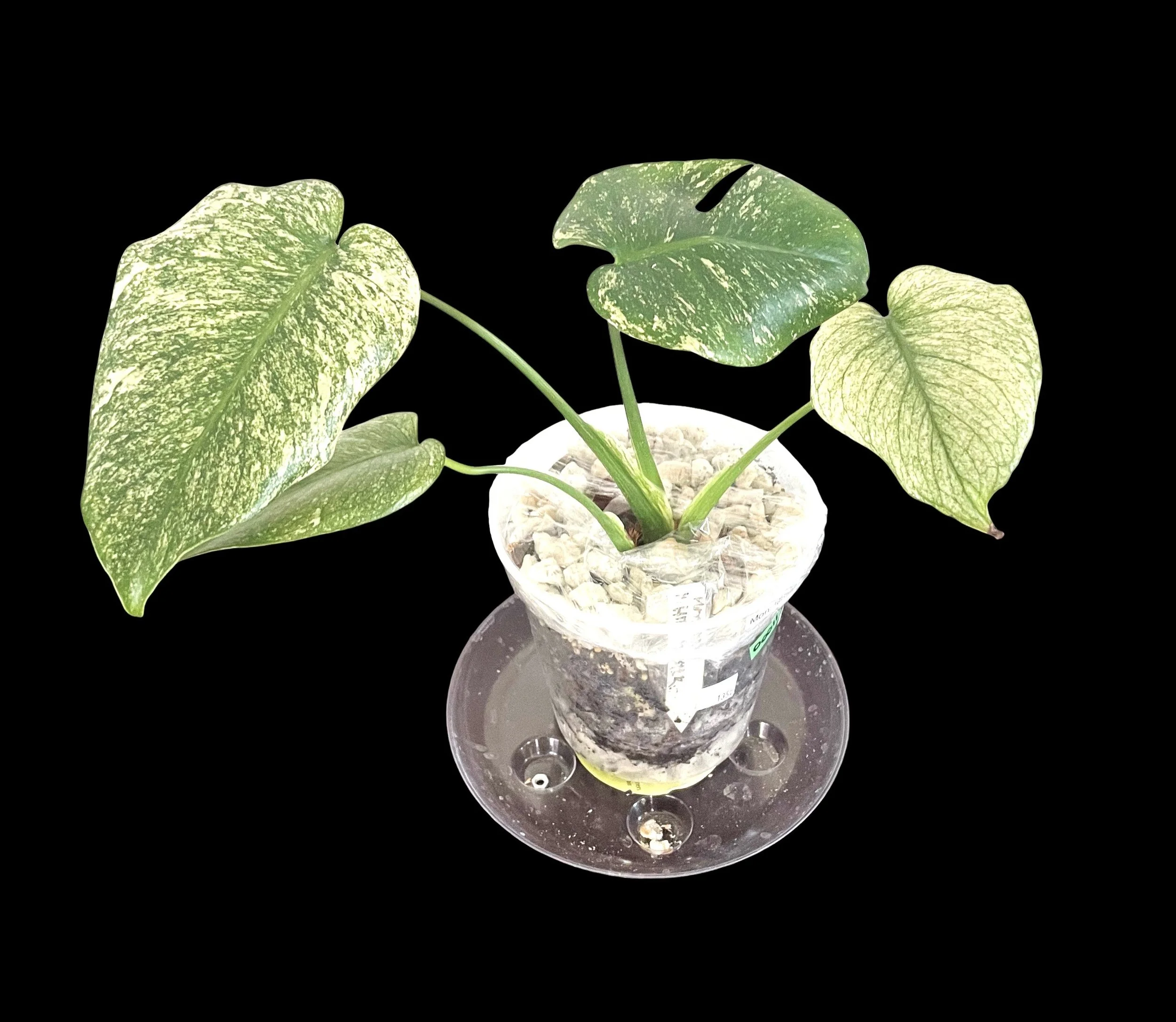 Monstera White Monster #SQ3732881