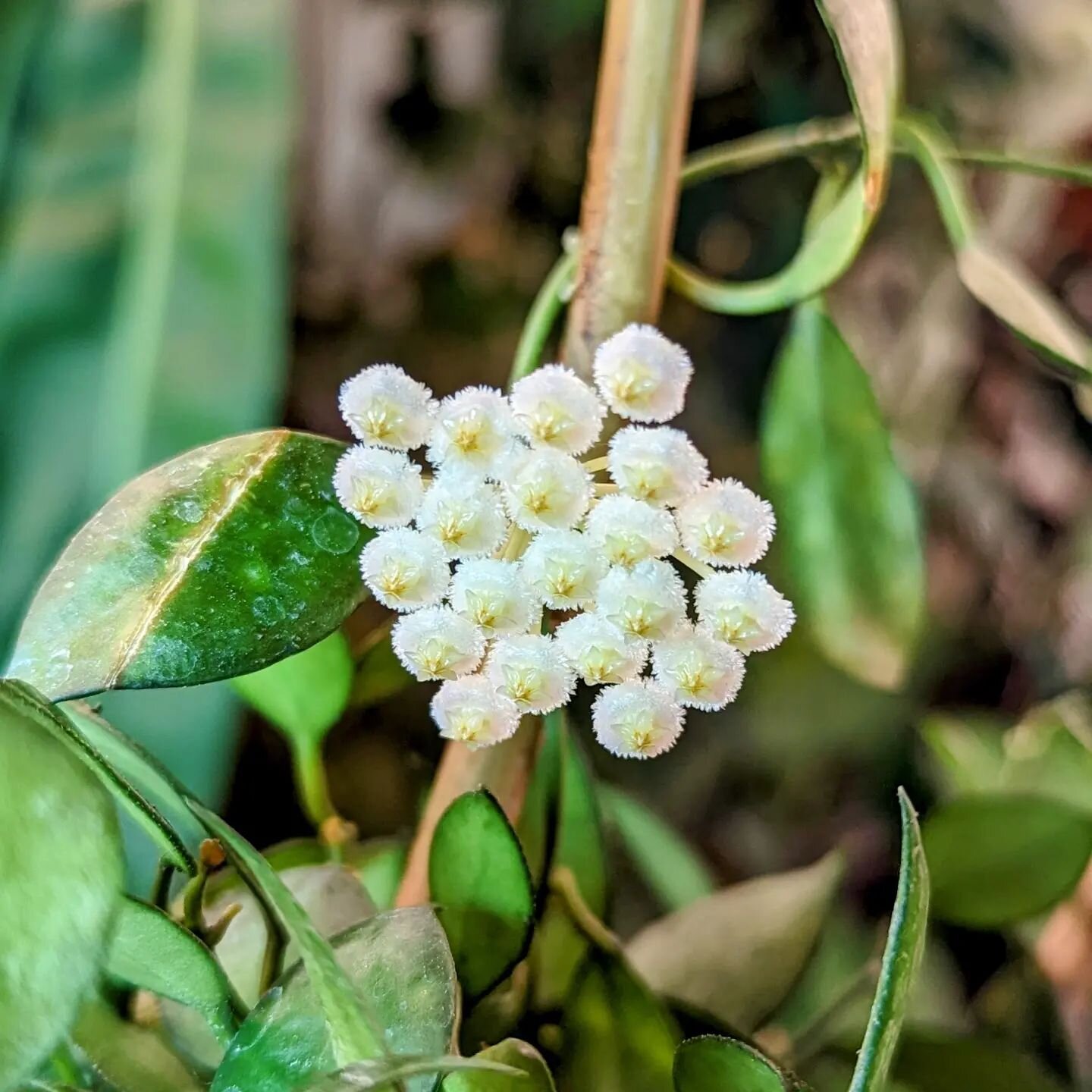 This cute little fuzzy flower on my #hoyalacunosa smells like clean laundry 🧺💨

#hoya #hoyaplant #hoyalover #waxplant #aroidaddicts
#houseplantclub #houseplantsofinstagram #hoyasofinstagram #hoyaaddict #hoyas #waxplantwednesday #waxplanteveryday #t