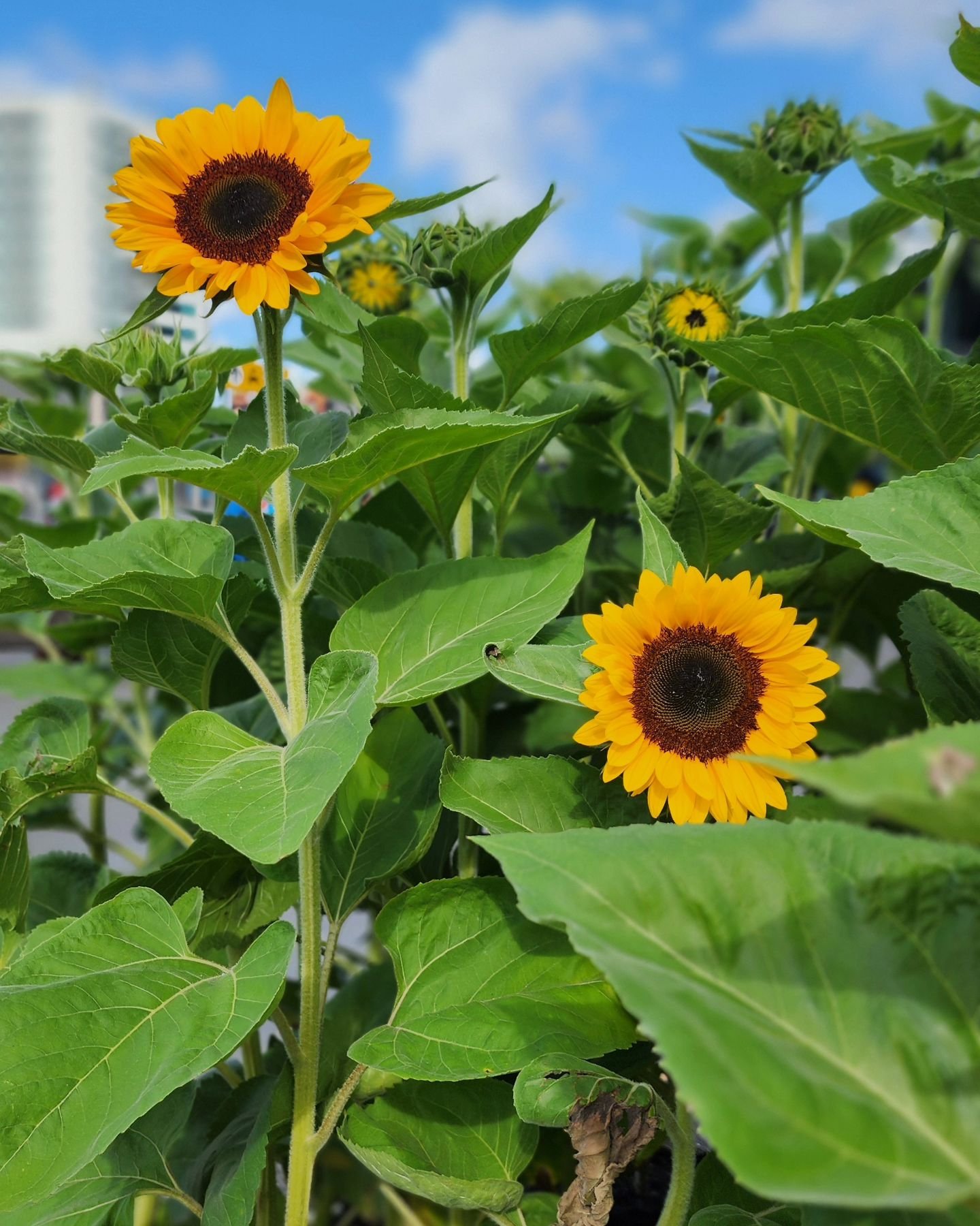 Sunshine 🌞 Sunflowers 🌻 Love ❤️

#Amsterdam #ams #sunflower #sunflowers #lockoflove #selfie #schipolairportamsterdam #schipol #shipolairport