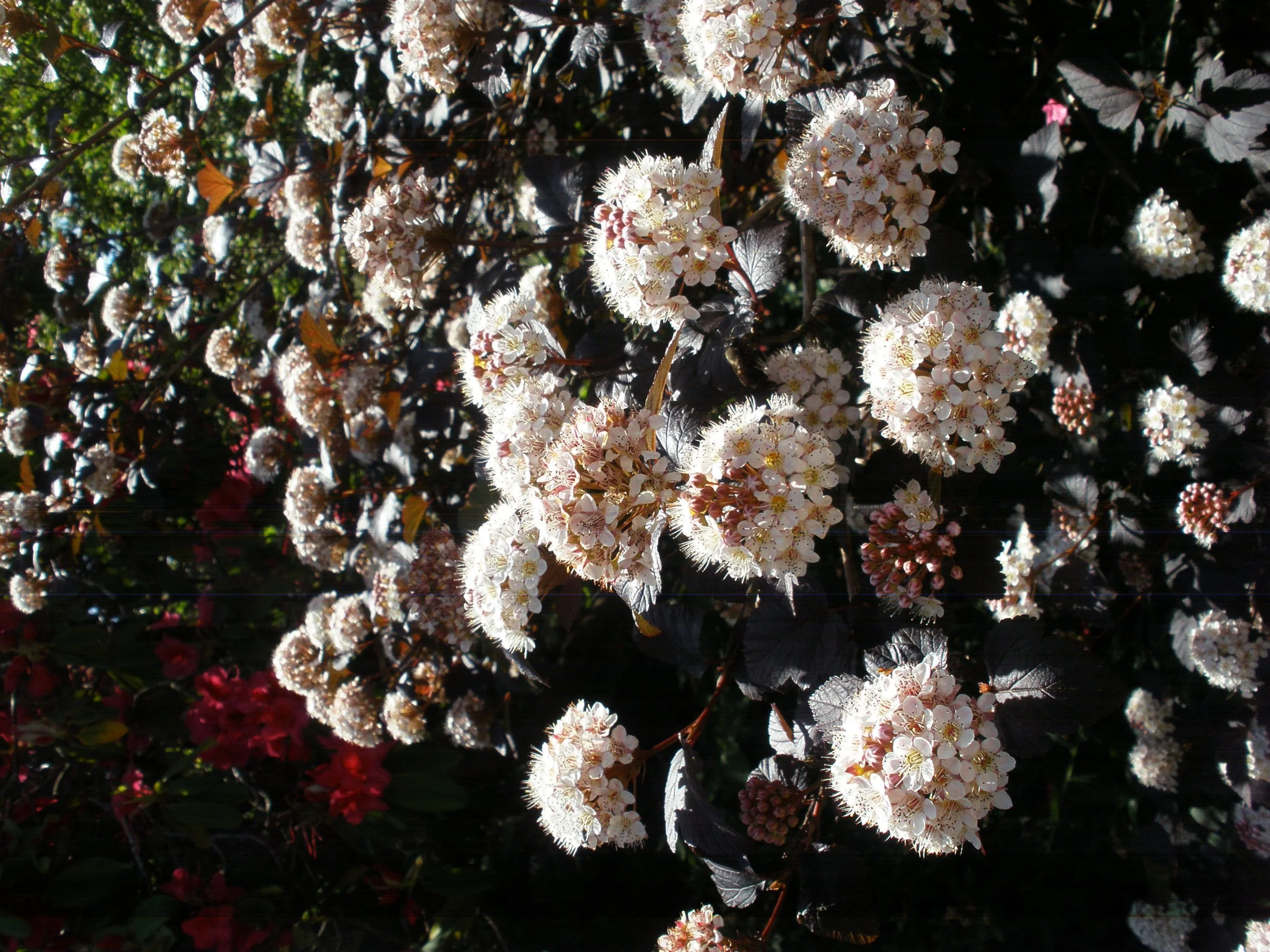 EMDR, IFS, CPTSD, Developmental Trauma, Avoidant/Anxious Attachment 