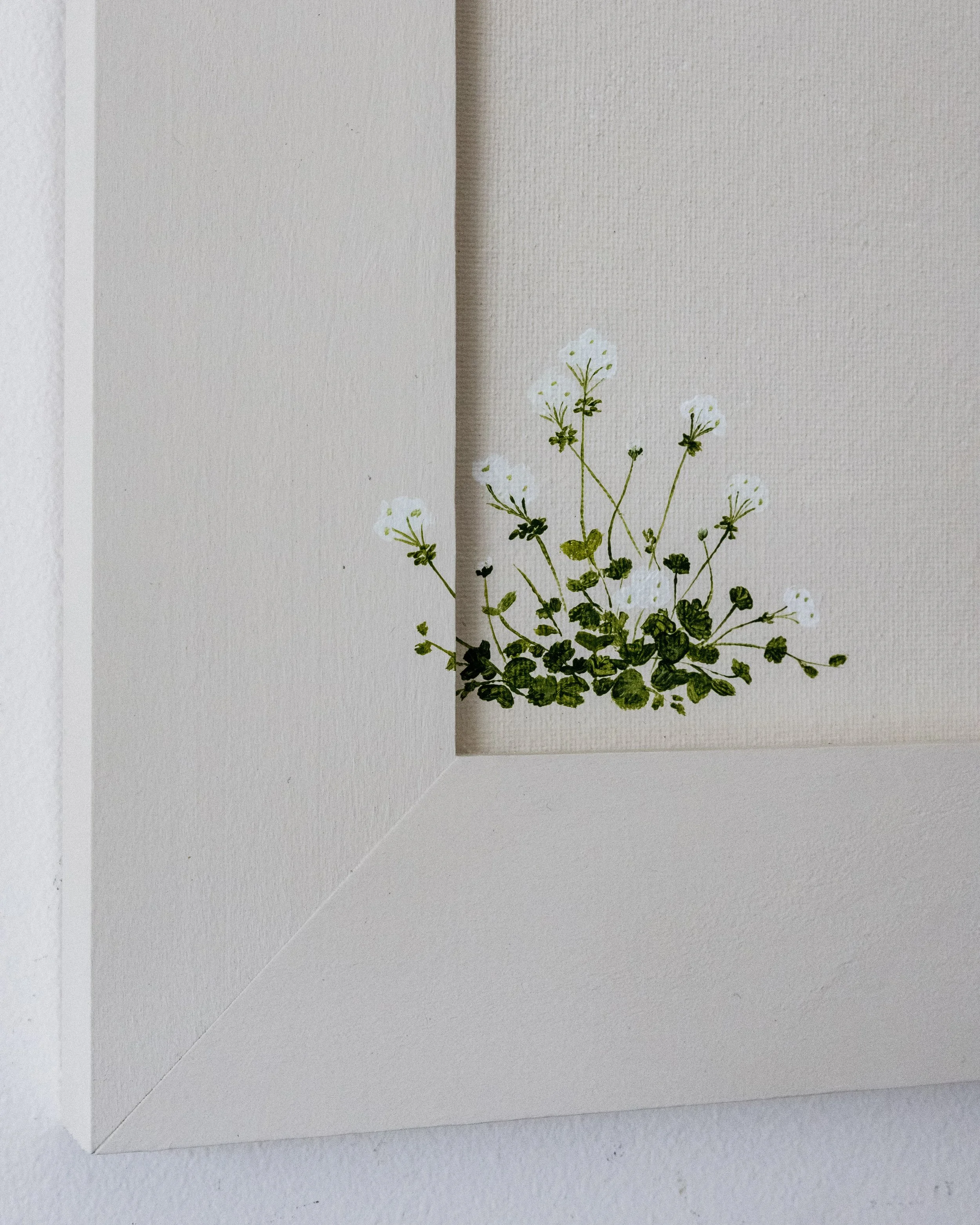Geranium4.jpg