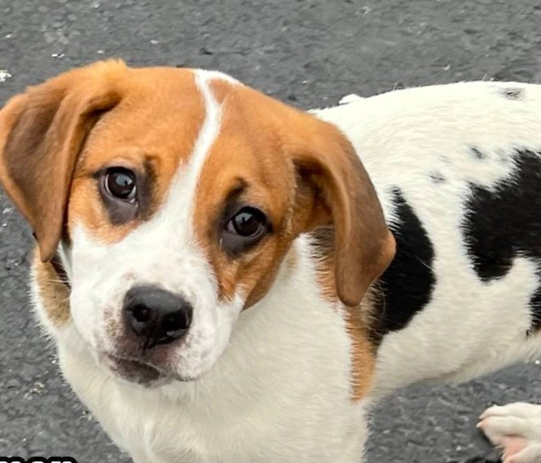 Tender Loving Care Animal Shelter Tender Loving Care Animal Shelter