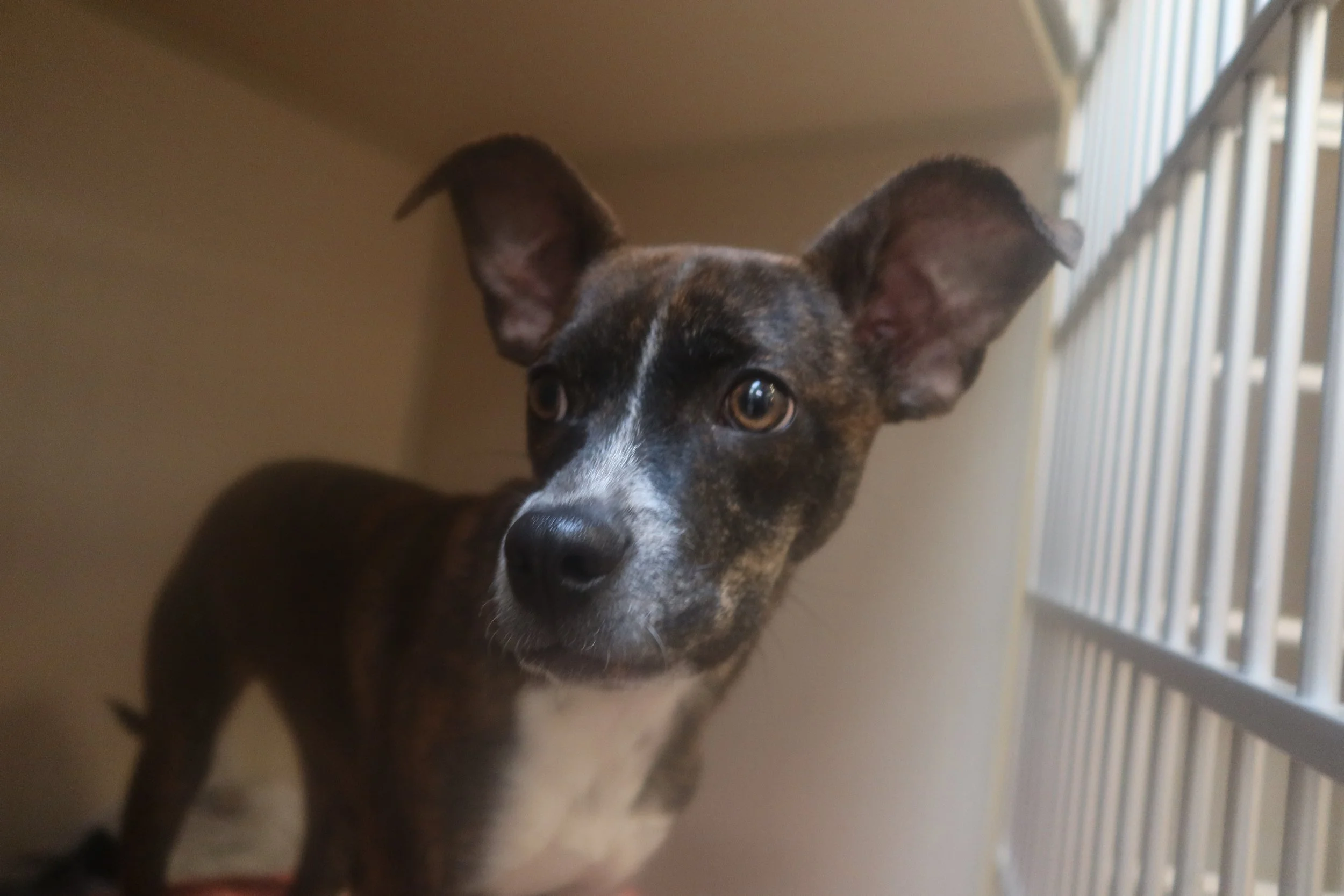 Tender Loving Care Animal Shelter