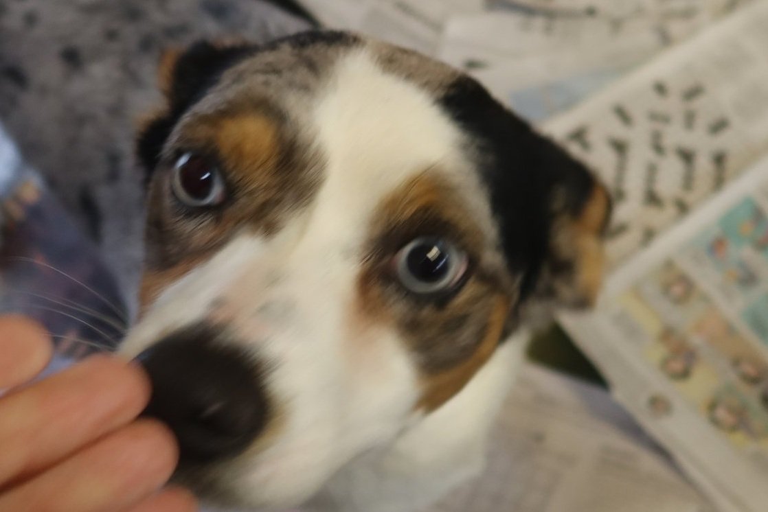 Tender Loving Care Animal Shelter Tender Loving Care Animal Shelter