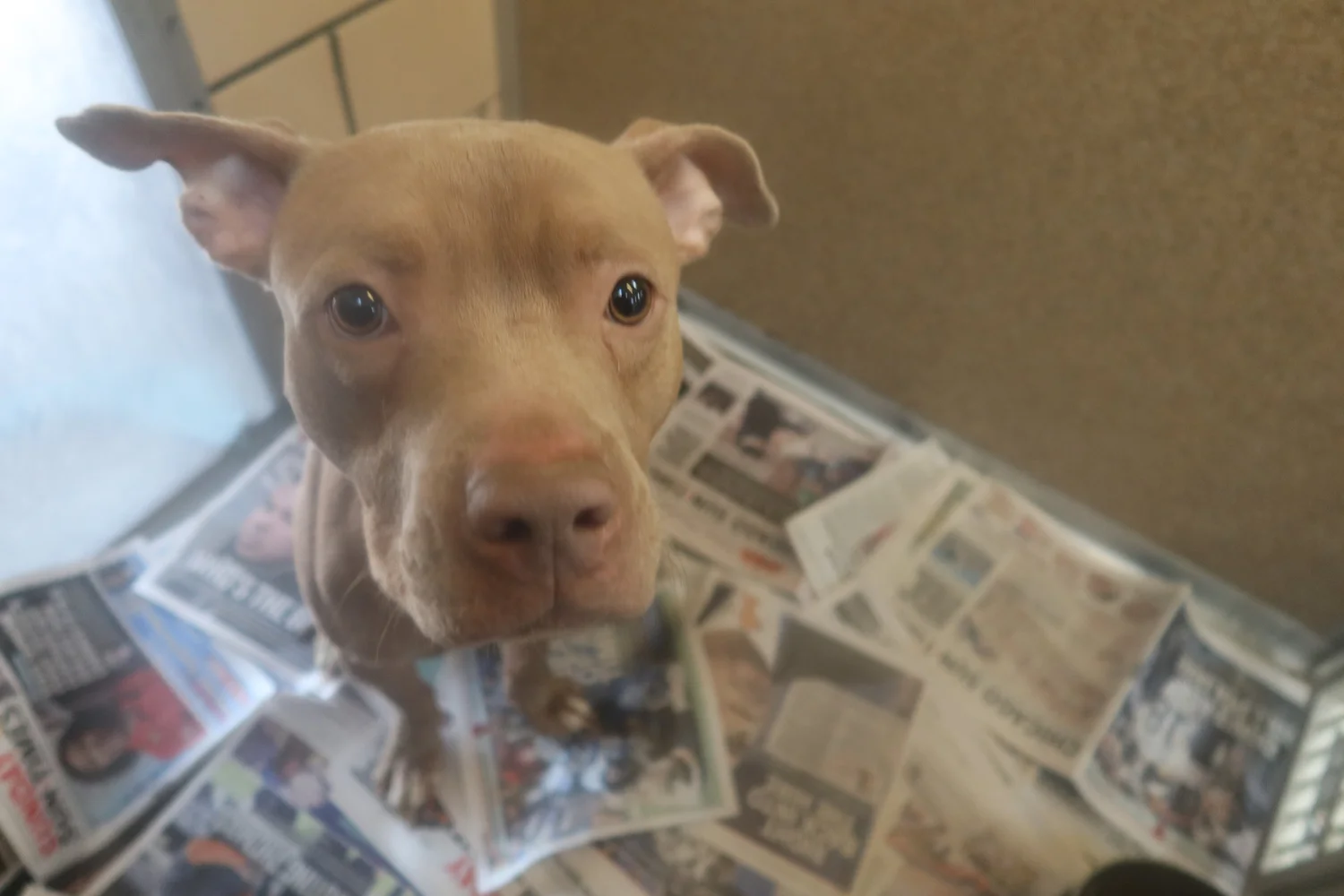 Tender Loving Care Animal Shelter
