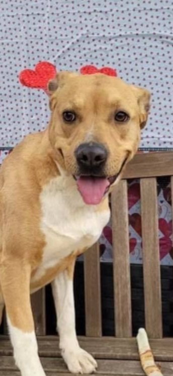 Tender Loving Care Animal Shelter Tender Loving Care Animal Shelter