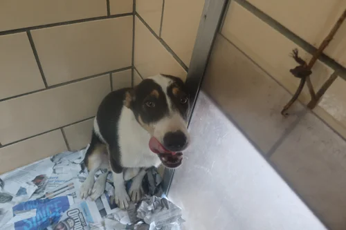 Tender Loving Care Animal Shelter