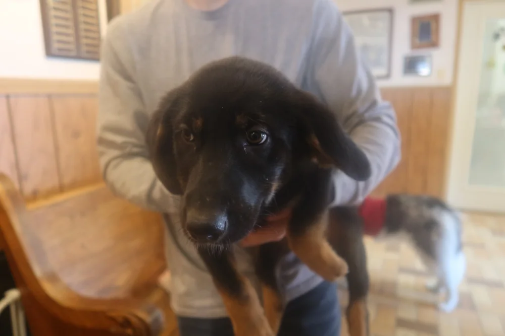Tender Loving Care Animal Shelter