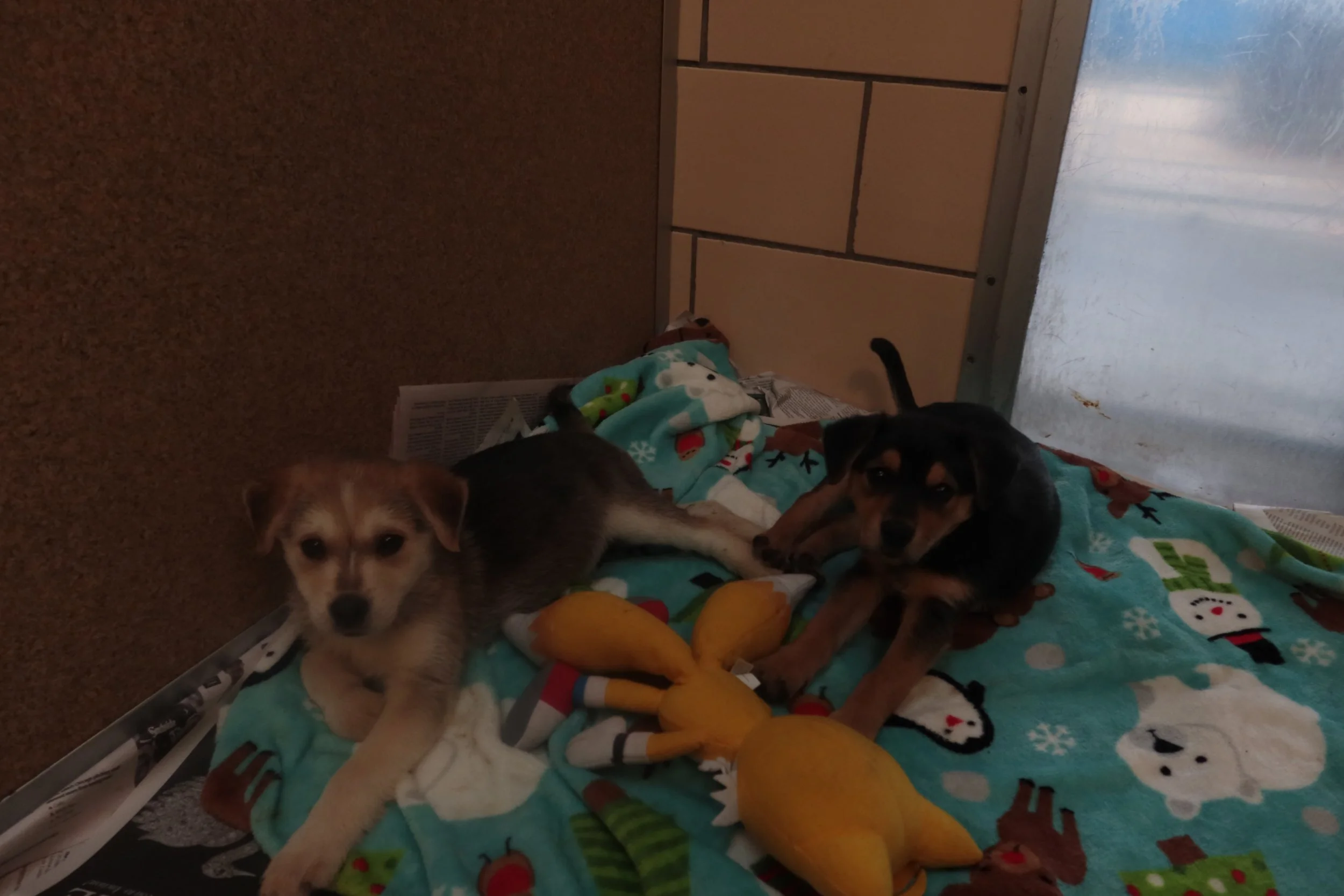 tlc animal shelter reviews