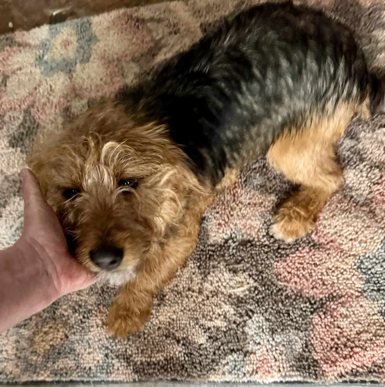 Tender Loving Care Animal Shelter
