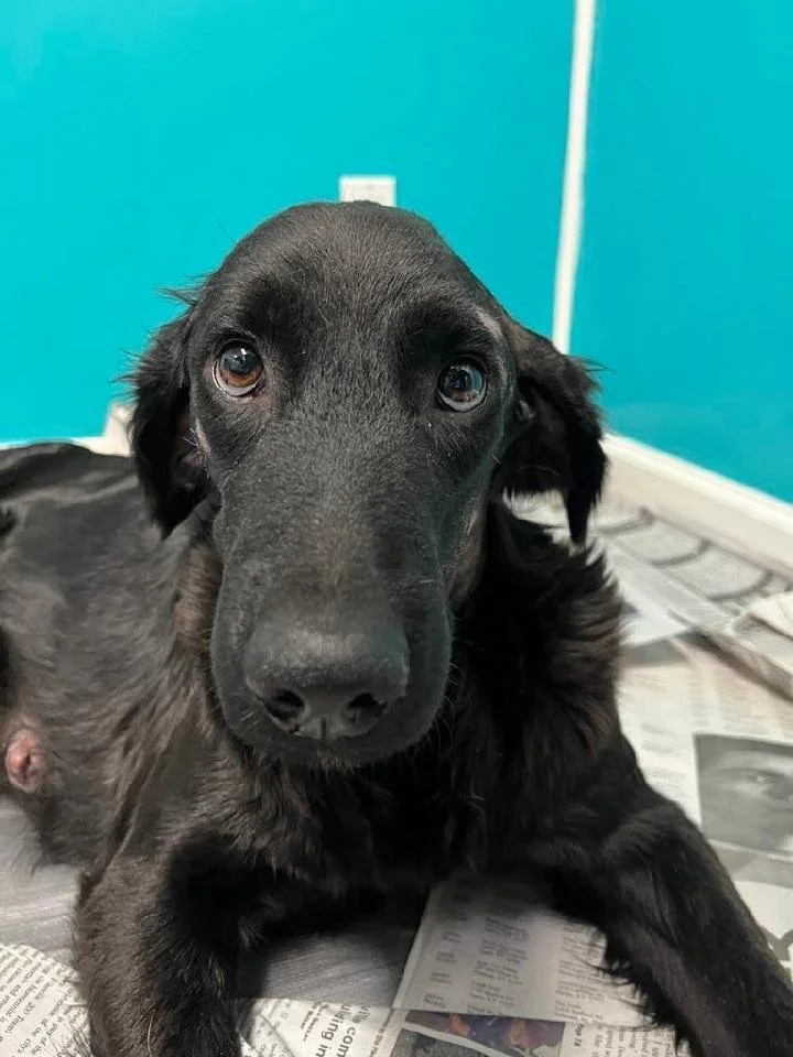 Tender Loving Care Animal Shelter