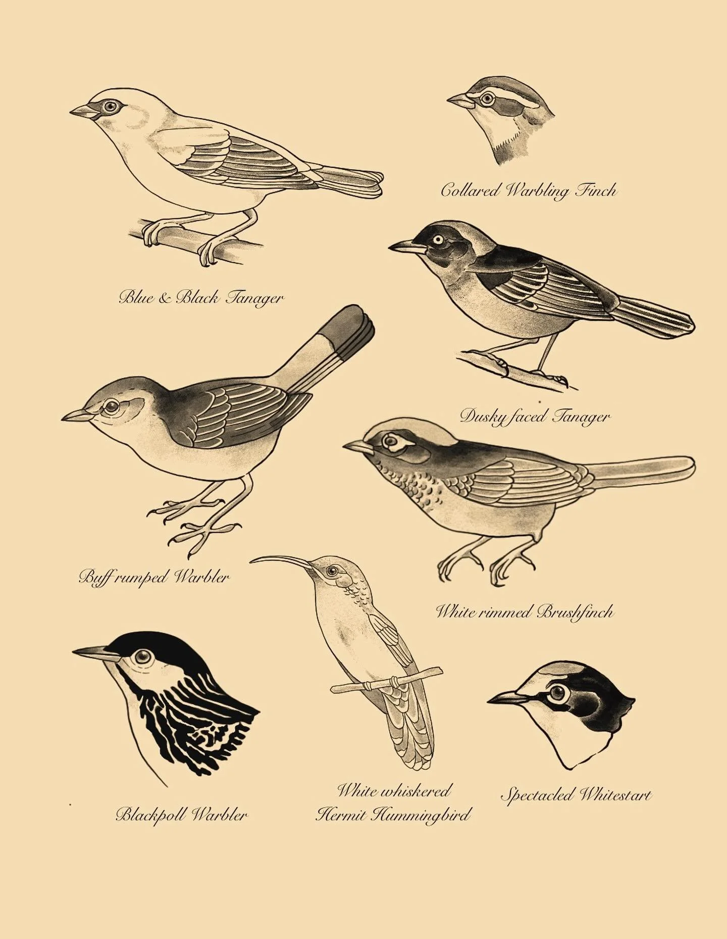Birds of Ecuador flash part 1! Inspired by Paul Greenfield illustrations. Books open for flash and custom, still some October dates left!! 

#birdflash #flashtattoo #birdtattoo #birds #ecuador #ecuadortattoo #latattoo #losangelestattoo #illustrationt