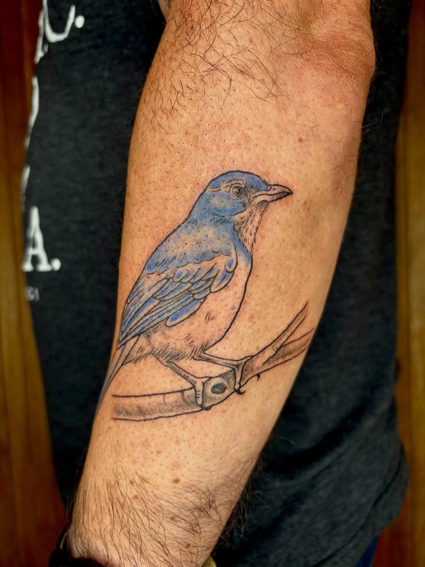 A little soft touch of blue on this custom scrub jay!! 
Would love to do more colors, hit me with your ideas! 

#latattoo #losangelestattoo #scrubjay #bluetattoo #colortatto #illustrationtattoo #birdtattoo