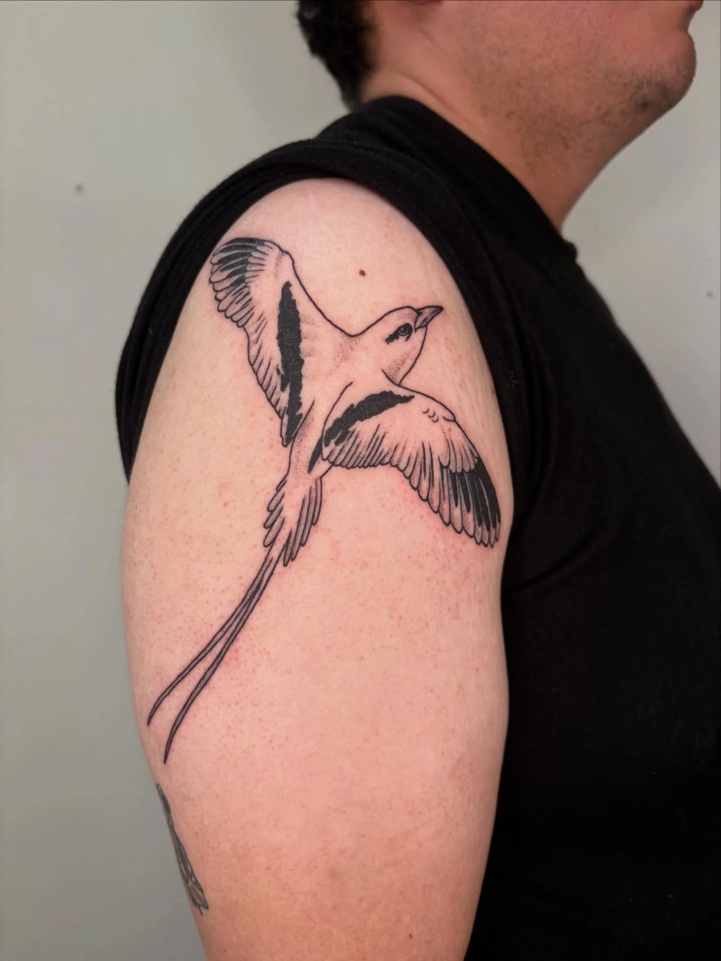 White tailed tropicbird for Fredy from my flash!!!