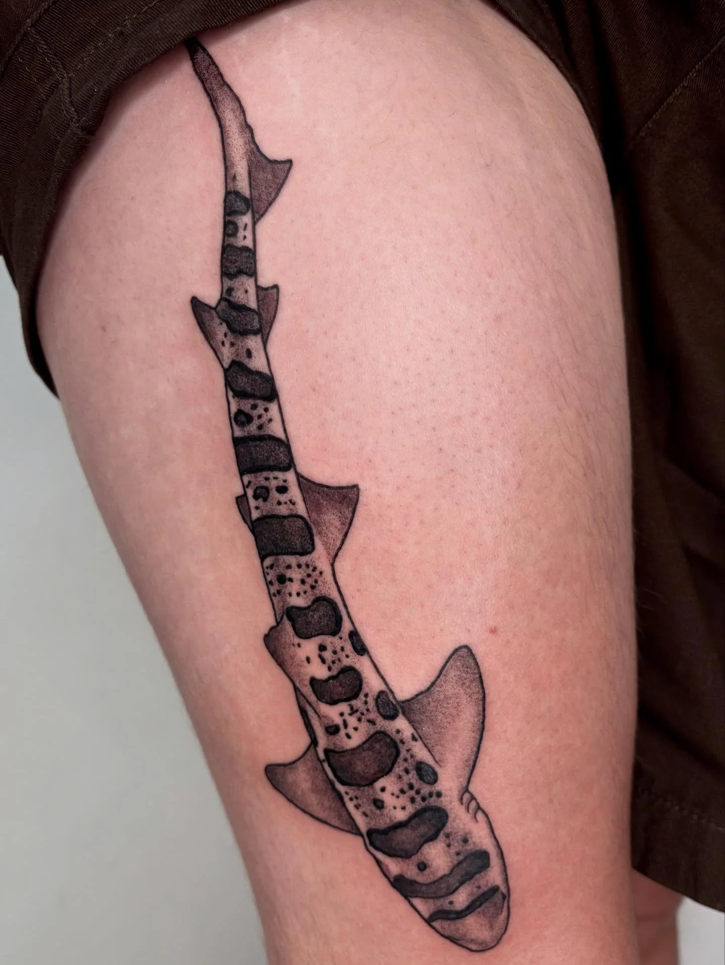 California leopard shark! 

#latattoo #scienceillustrationtattoo #sharktattoo