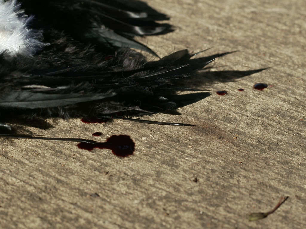 vlcsnap-2023-04-25-13h50m36s552.png