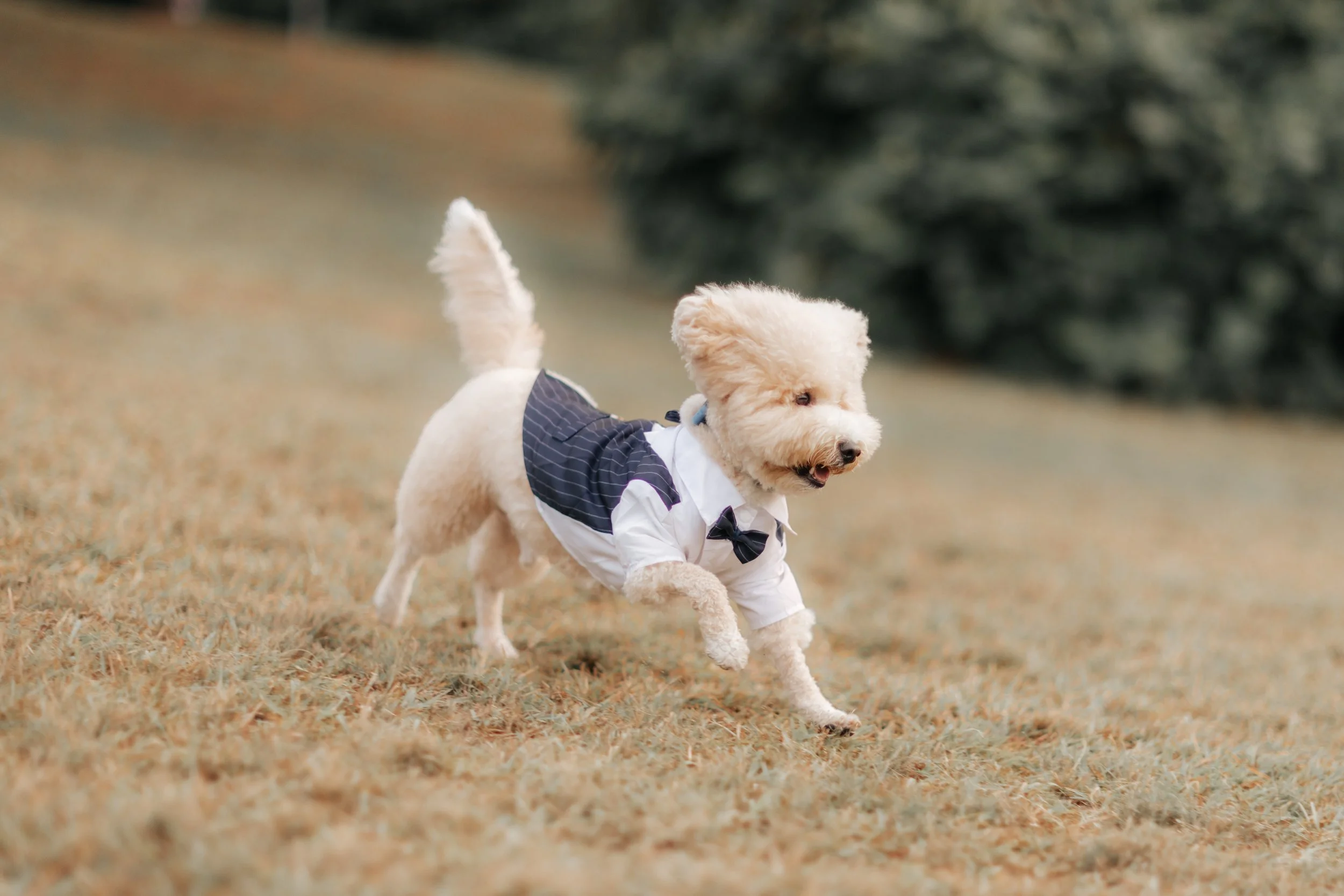 A couple's dog happily running towards them in a lush green field, captured by Breadandbutterworks in a soft and heartfelt style.