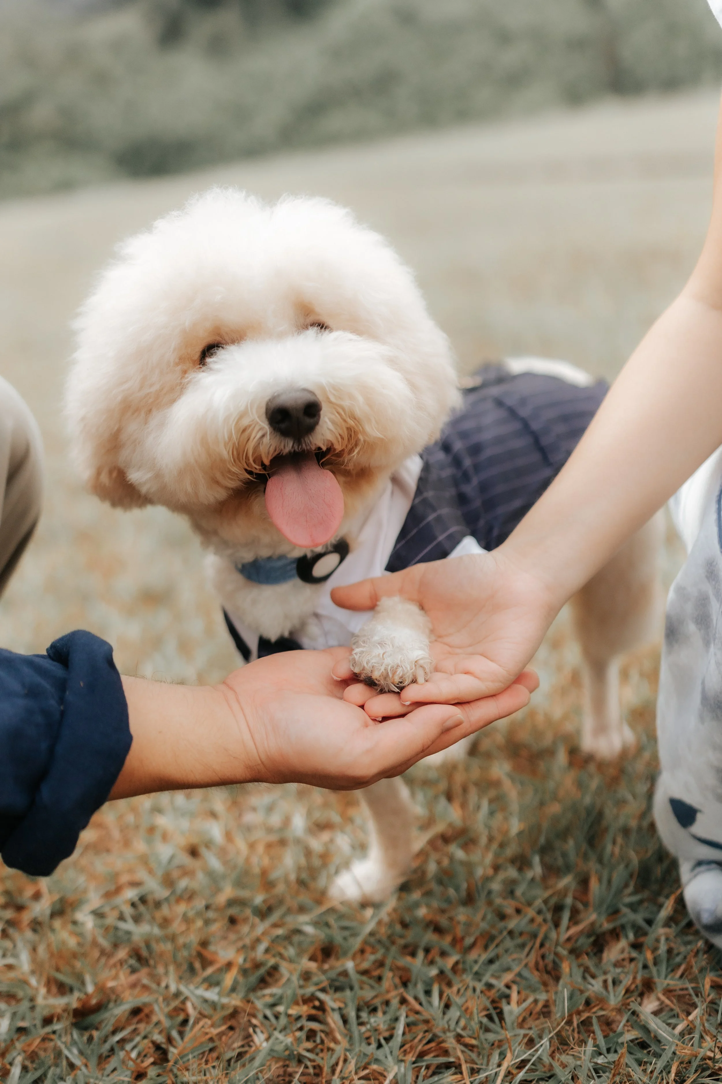 Cute outdoor pre-wedding photo of a couple holding hands with dog in a lush green field, captured by Breadandbutterworks in a soft and heartfelt style.