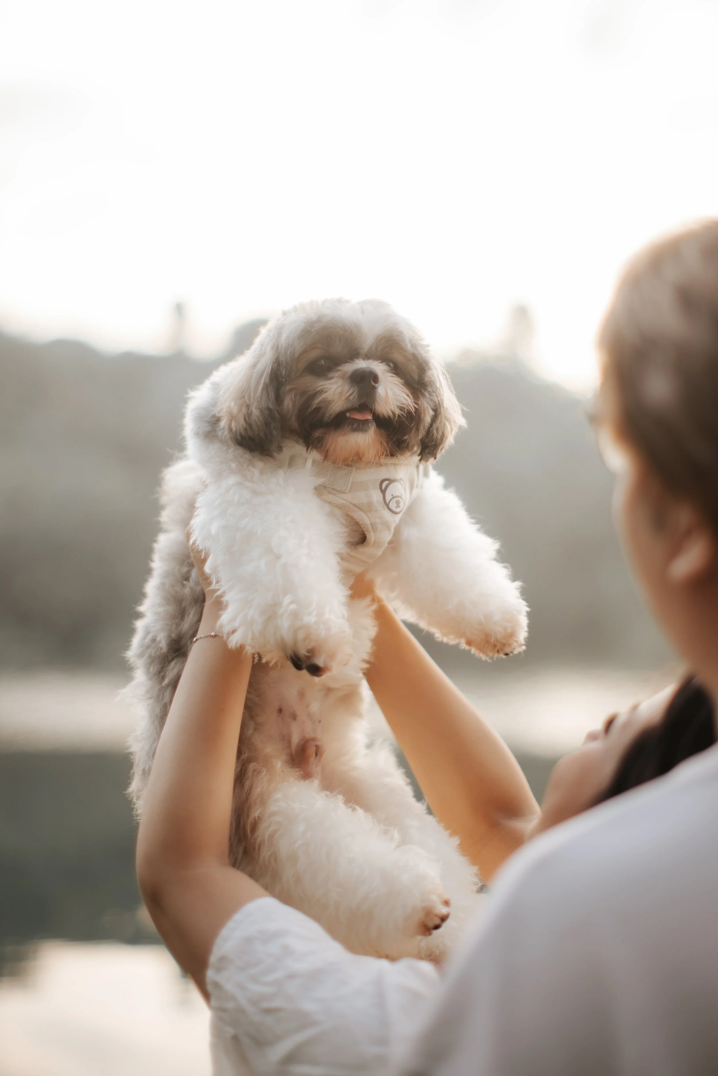 Adorable photo of the family's dog, taken at Upper Peirce Reservoir. Captured by Breadandbutterworks in a light and airy style.