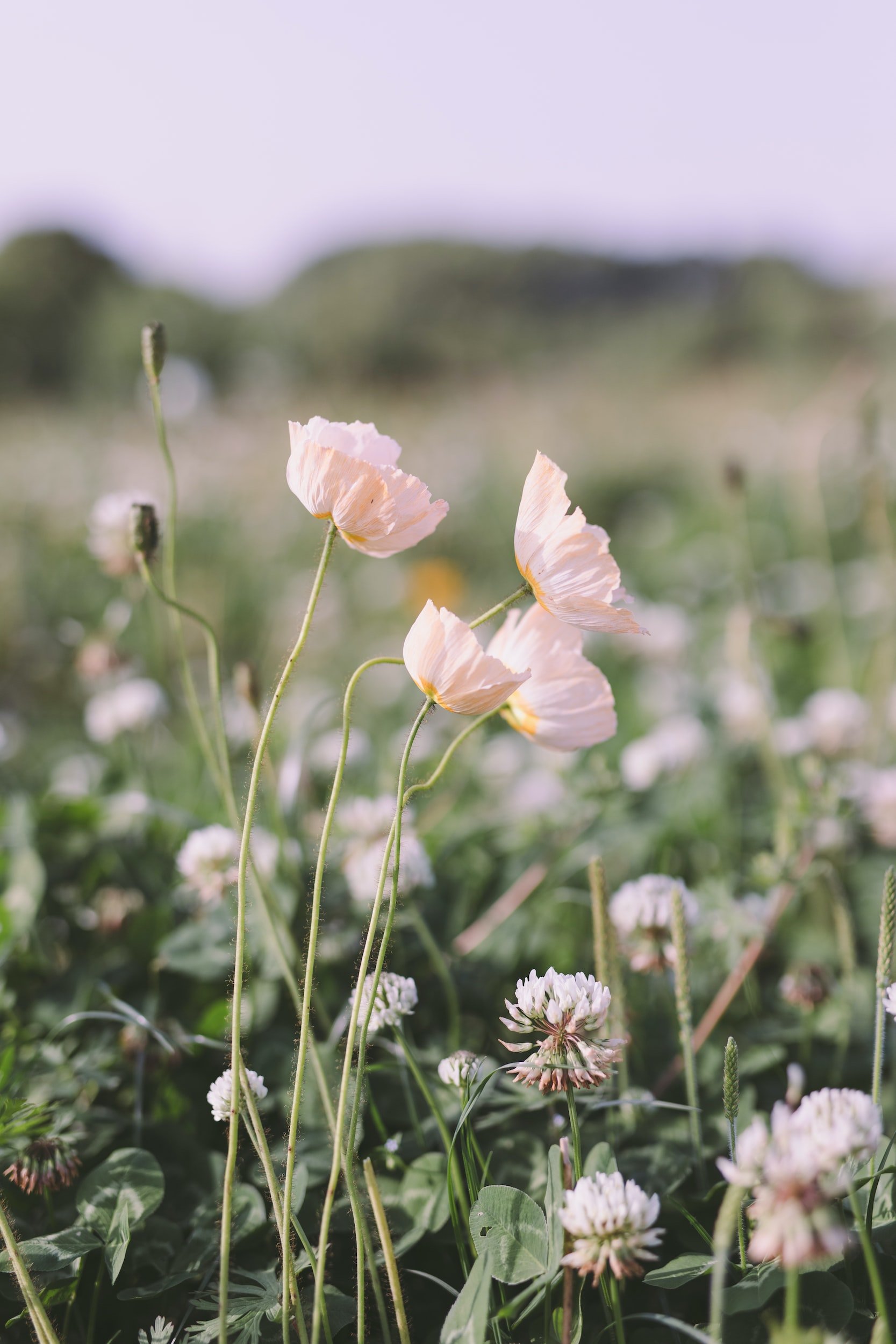 When a Flower Doesn’t Bloom…