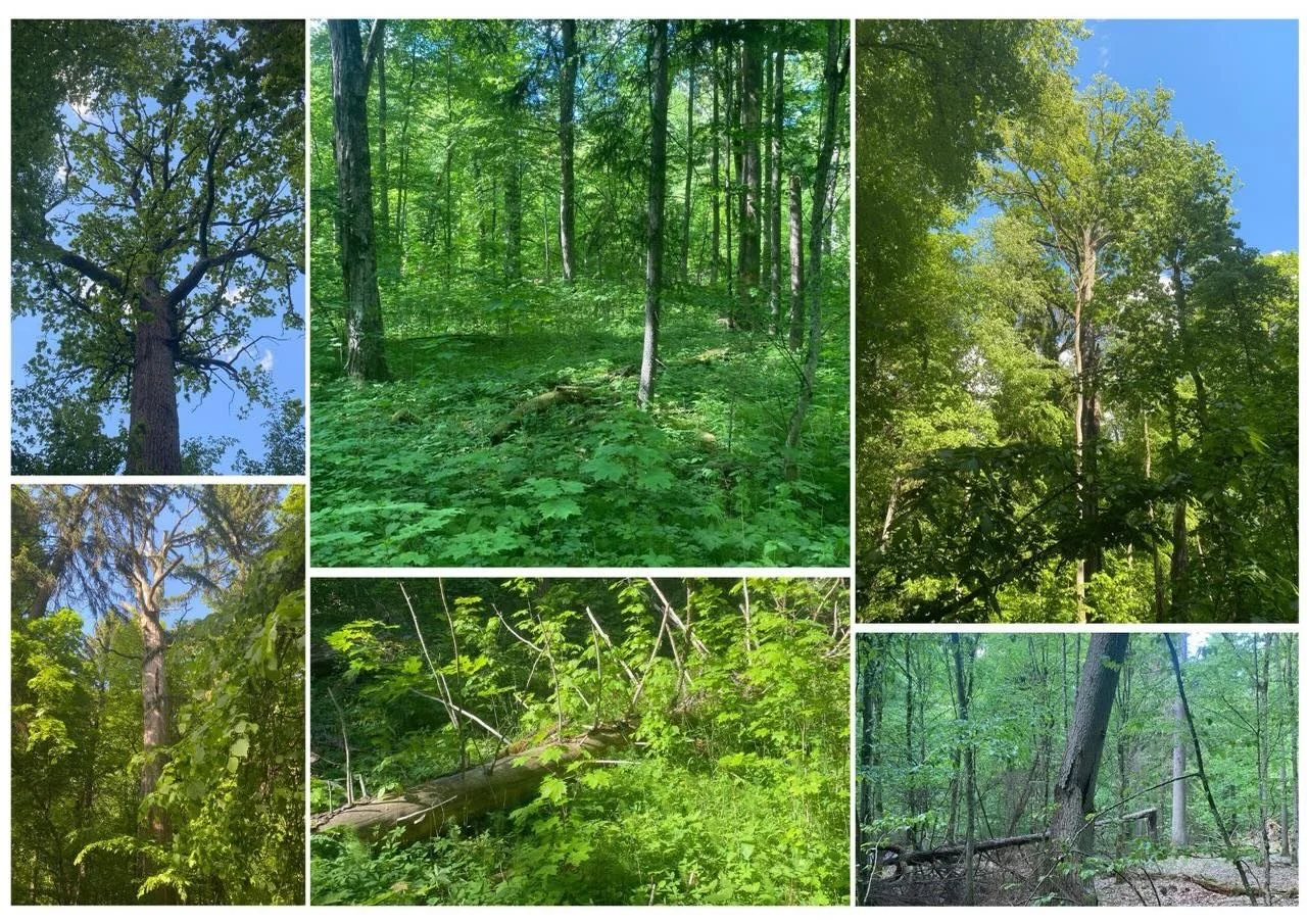 Deelnemer Maarten (@de_wilde_boom ) verteld over zijn avonturen in Polen. Als inspiratie voor ons voedselbos. 

🌳 Naar het oerbos van Polen
In het pinksterweekend ben ik met leden van de KPB (Kring Praktiserende Boomverzorgers) afgereisd naar Polen,