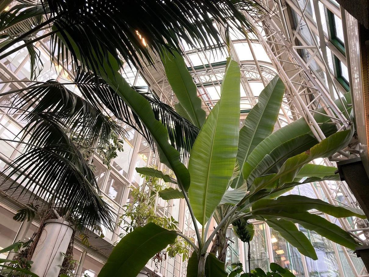 Die Fassadengewächshäuser der Universität Salzburg: Unter der Pfleger der Gärtner des Botanischen Gartens wchsen hier Bananenstauden oder Palmen aus den warmtemparierten Regionen  dieser Welt und erreichen zum Teil beeindruckende Höhen