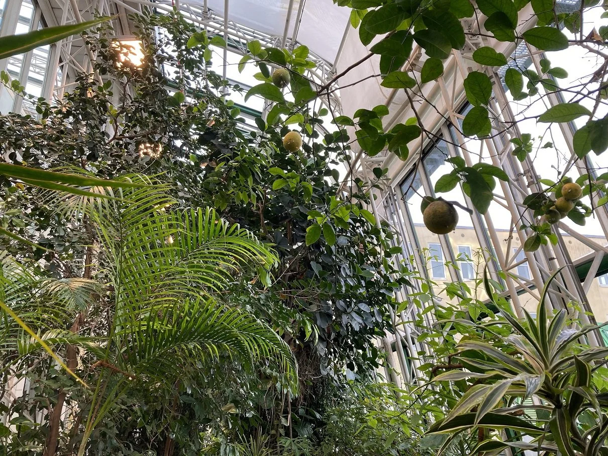 Seit 1986 grünt es in den Fassadengewächshäusern der NaturwissenschaftlichenFakultät der Uni Salzburg: Hier wachsen auch tropische Stars, wie Zitronen- und Kakaobäume oder Bananenstauden. Und für den Pflanzenschutz wird auf Nützlinge gesetzt.