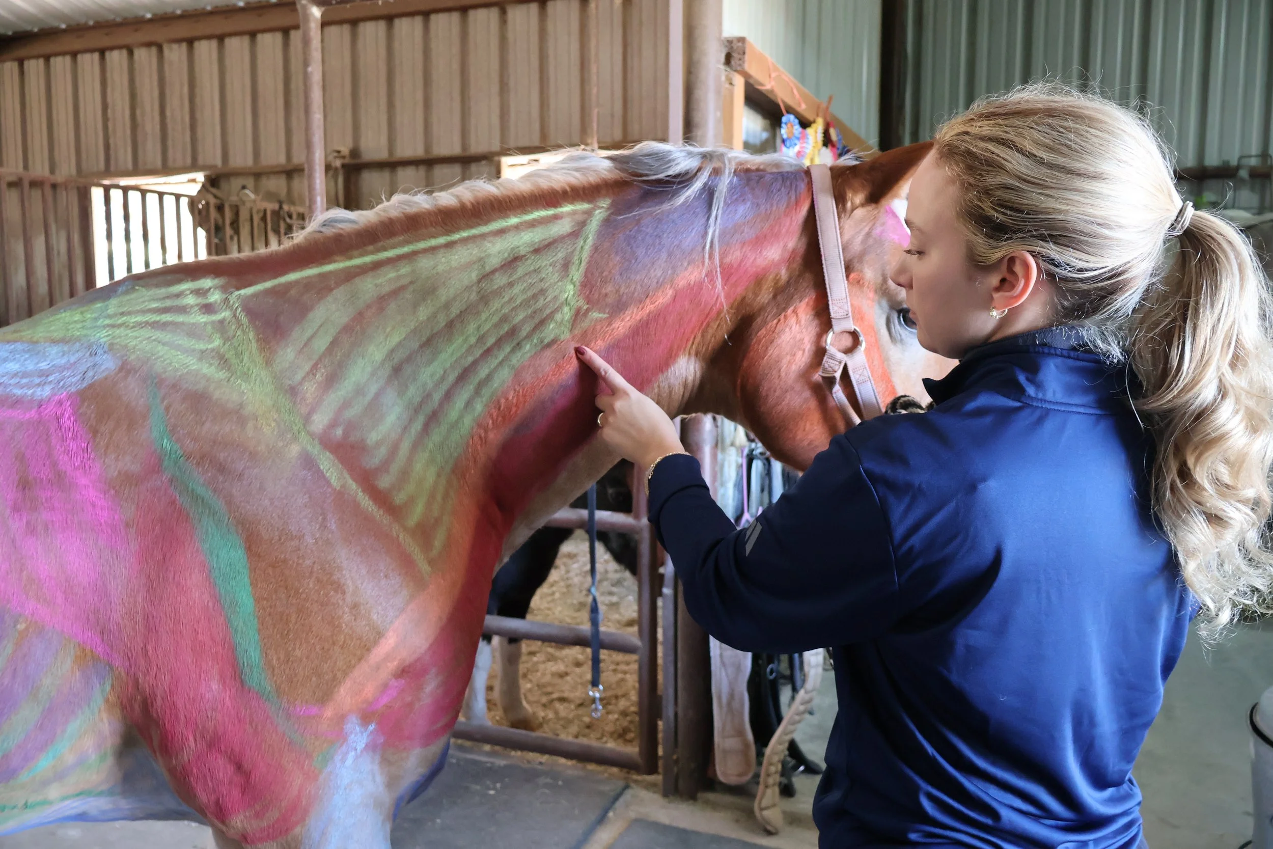 Equine therapy treatment stretch massage