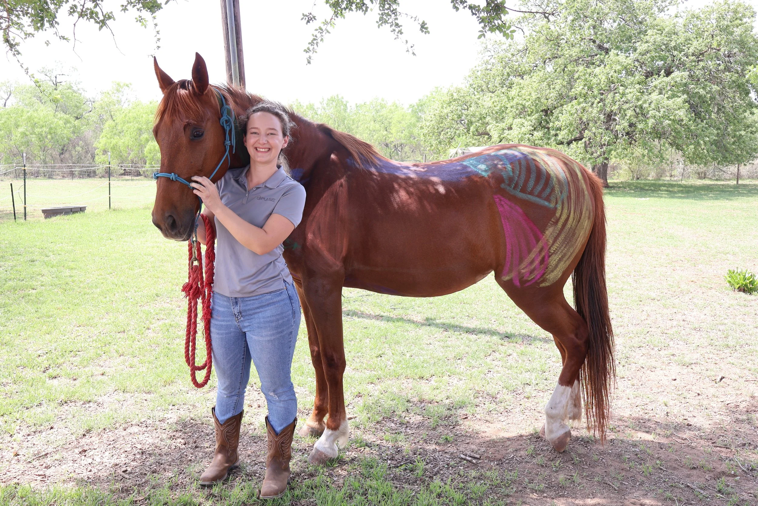 Equine therapy treatment stretch massage