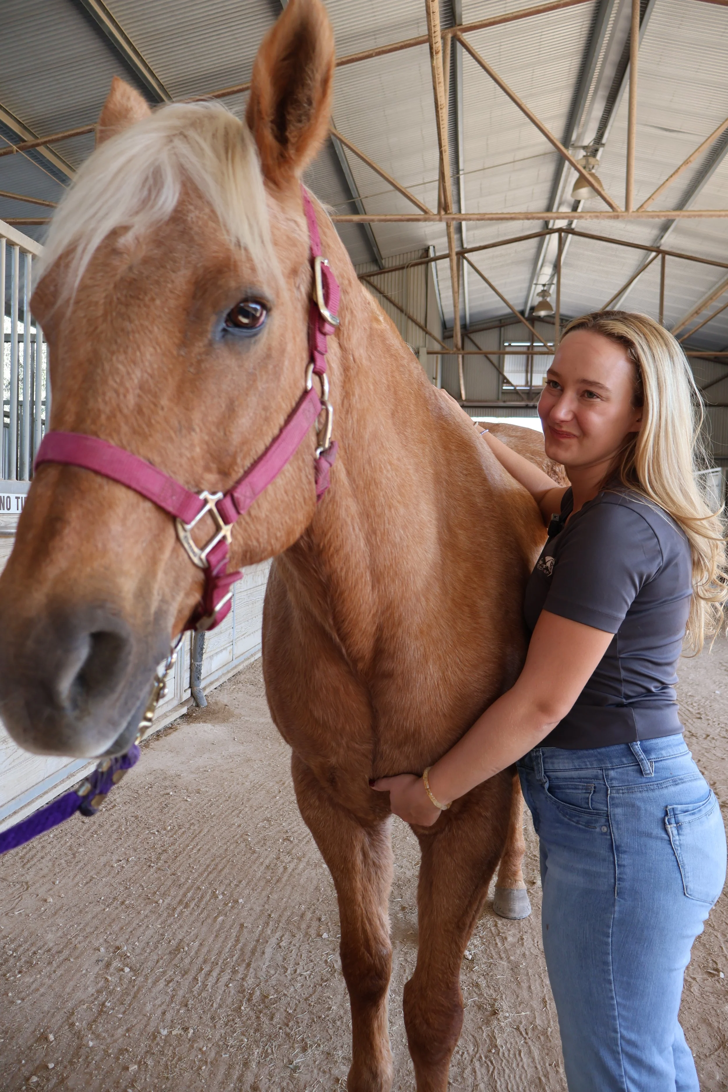 Equine therapy treatment stretch massage