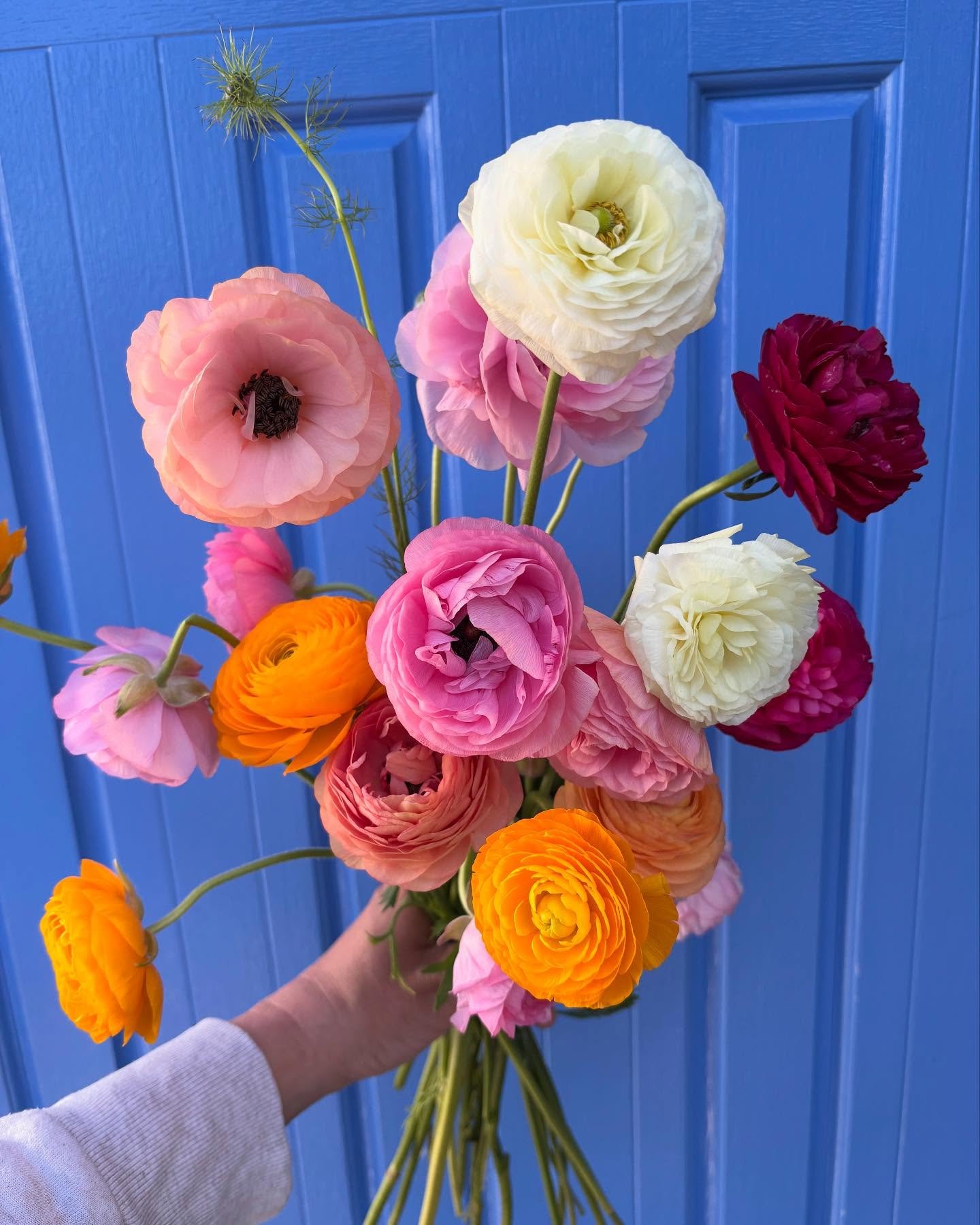 These are worth a post&hellip;one month old ranunculus living life to the fullest. 🤩

#ranunculus #norwell #shopsmall #springflowers🌸🌺🌼🌷❤️