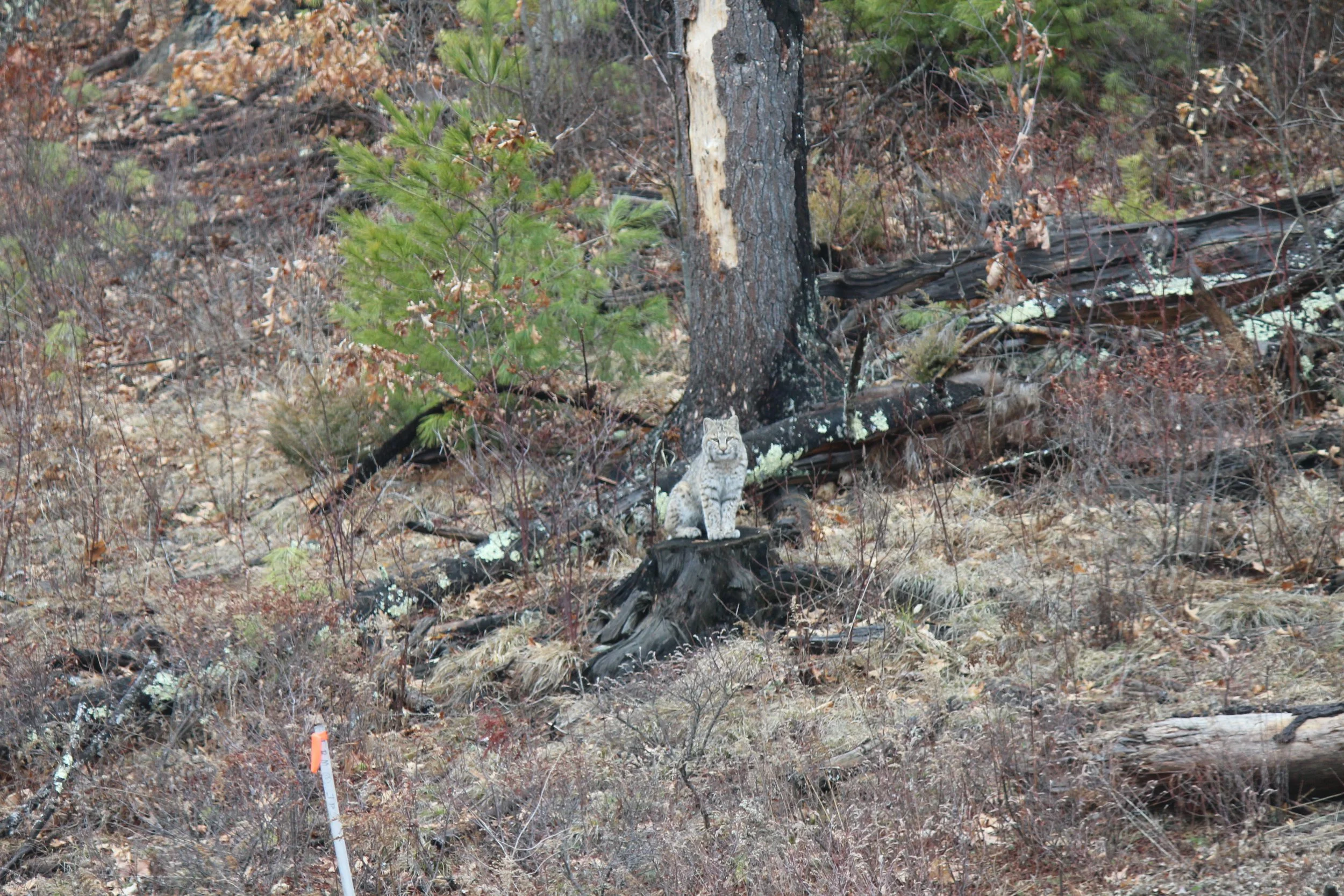 Bobcat, hanging out in our back yard, Concord NH