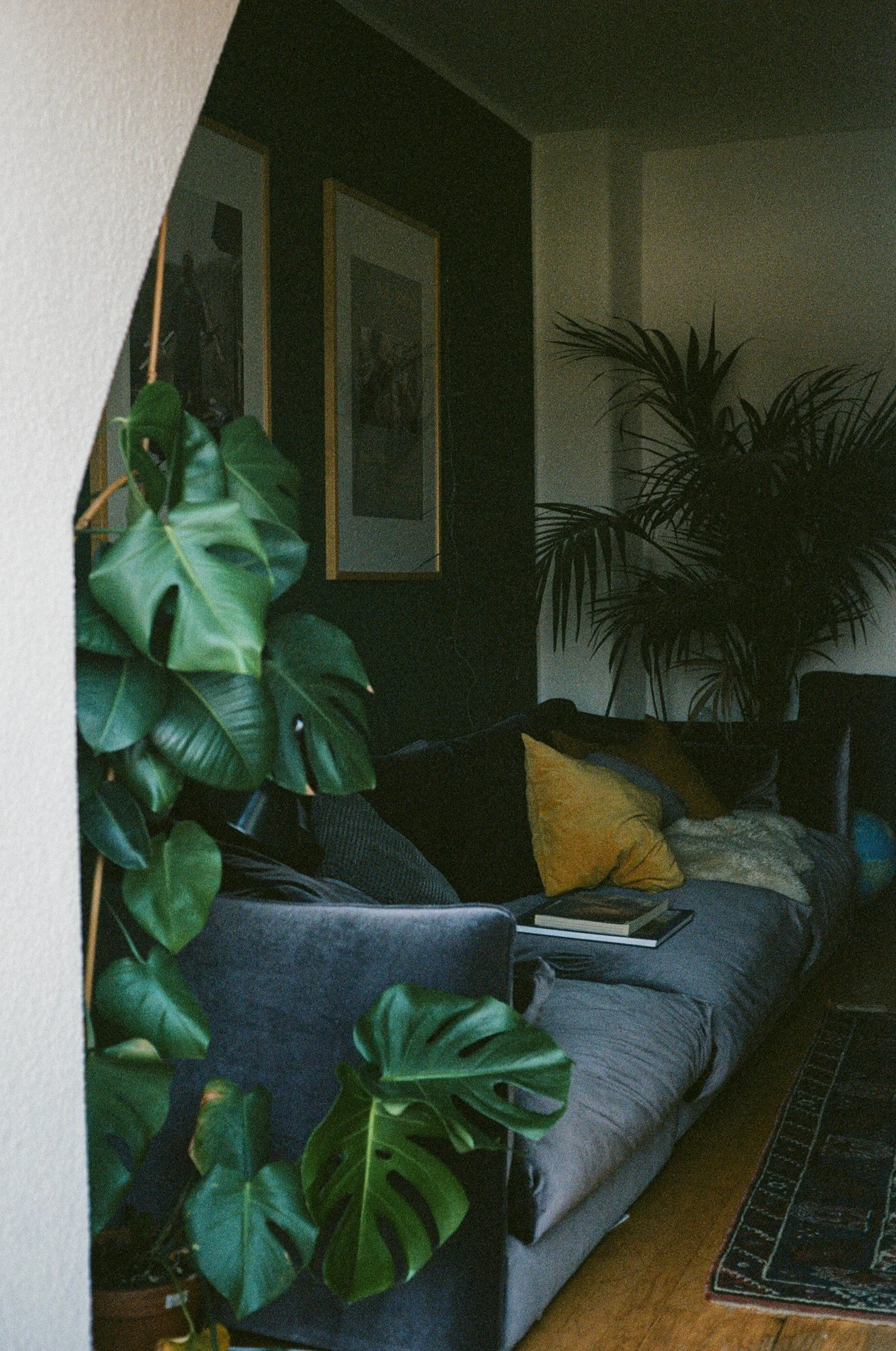 A living room with a gray sofa adorned with multiple pillows, a book resting on the sofa, and large houseplants near a dark wall with framed artwork.