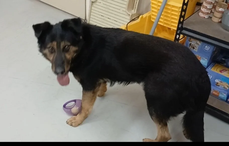 Vinny - a stray shepherd mix no more than a year old.  He has lots of puppy energy and loves to play ball.