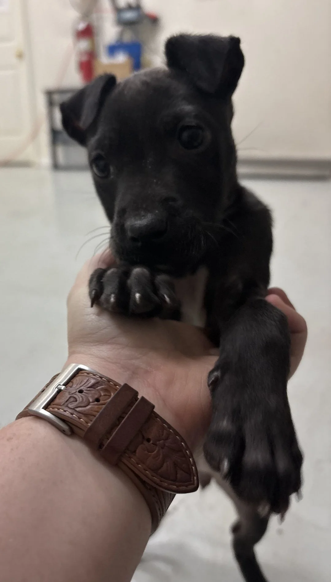 Another photo of Rosie, showing how small she was!  She was very sweet and playful. 