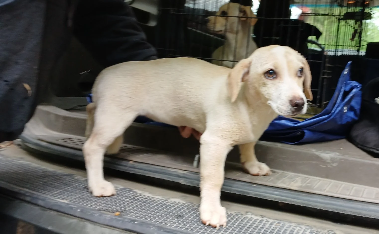 Baby:  A puppy mix of Lab, Beagle, and Chihuahua!